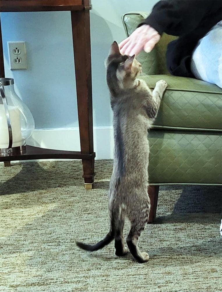 Frankie — thumbnail 5