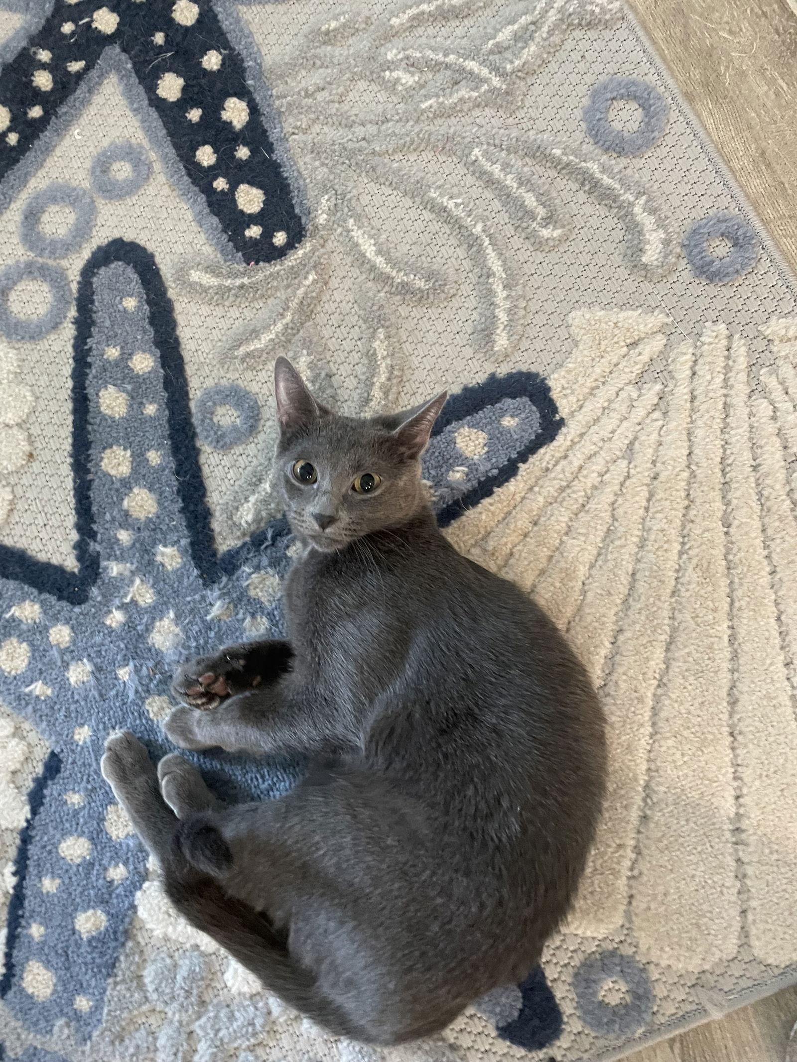 Taylor, Adoptable, Young Female Domestic Short Hair.