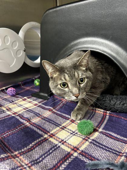 Enlarge Meko, a Adoptable mixed breed in Shawano, WI image 1/1