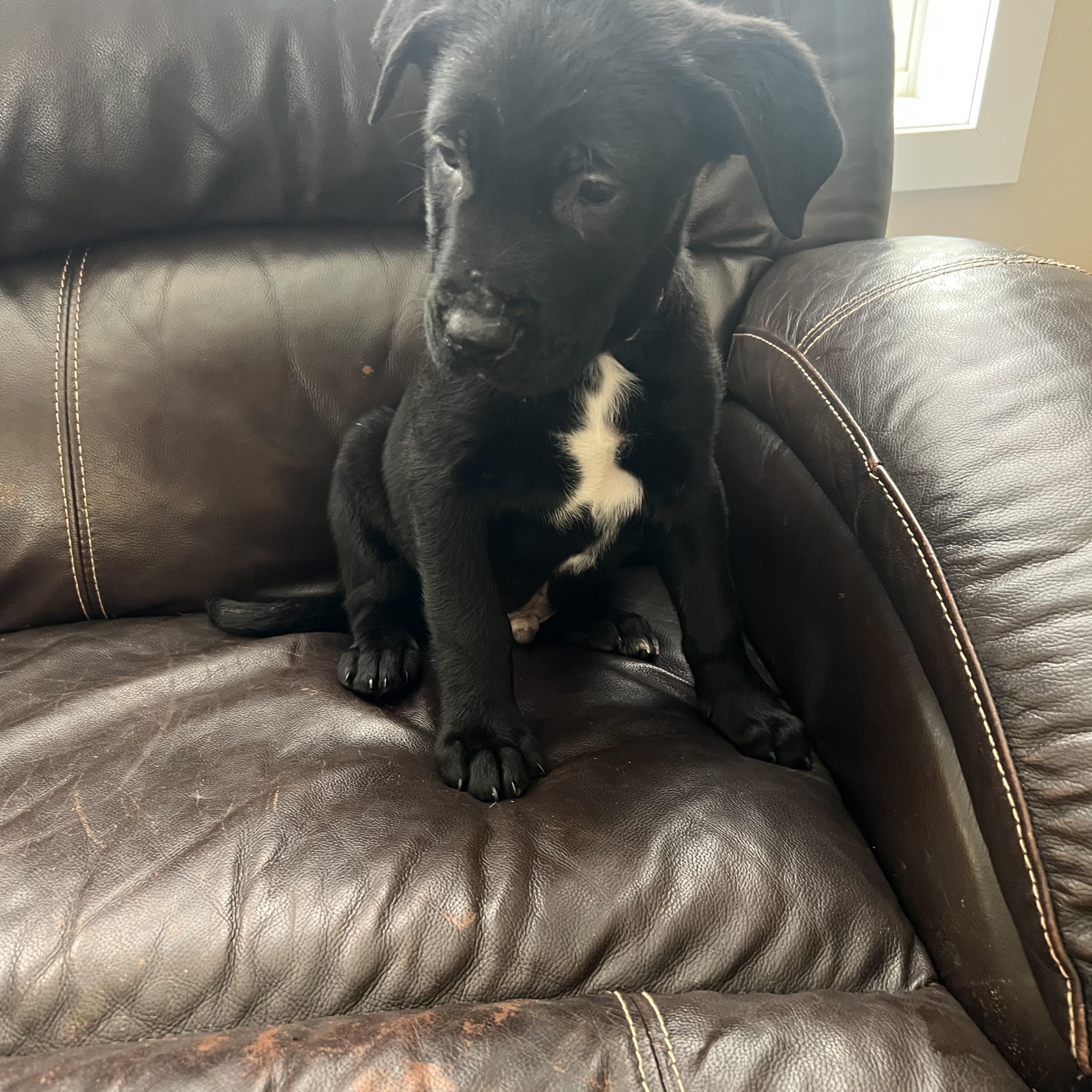 Enlarge Abe, an adopted mixed breed in Davisburg, MI image 2/2
