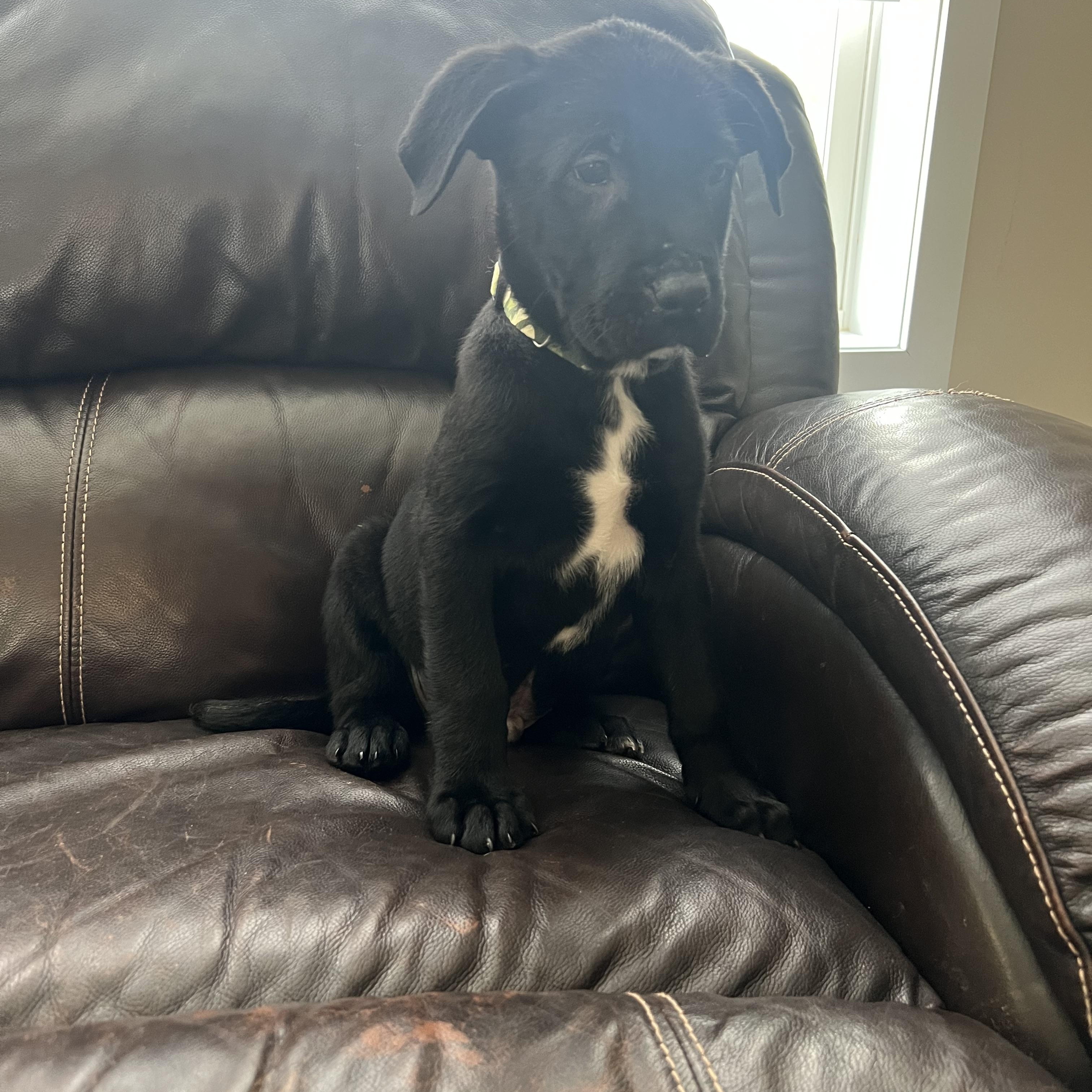 Abe, adopted, Puppy Male Labrador Retriever.