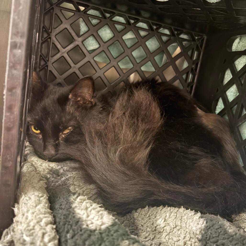 Enlarge Big Bruin, a Adoptable Domestic Long Hair in Brockton, MA image 1/1