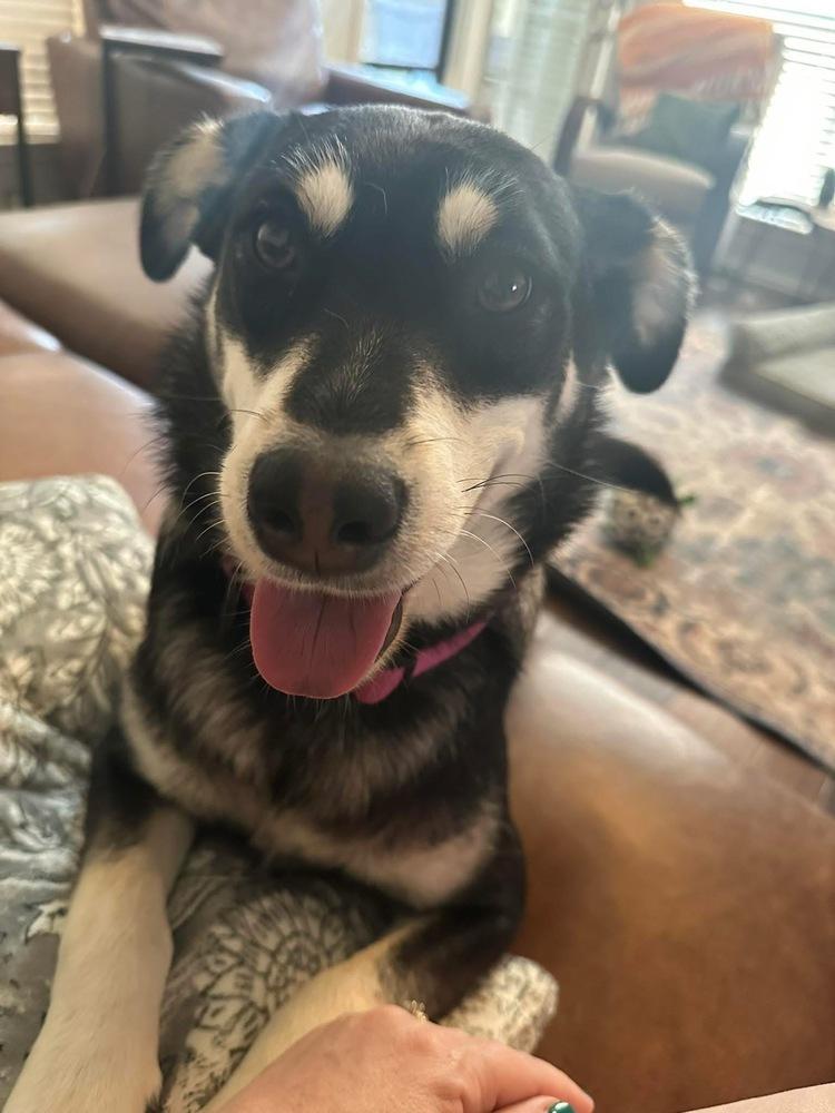 Enlarge 25-078 Bella, a Adoptable mixed breed in Richardson, TX image 1/6