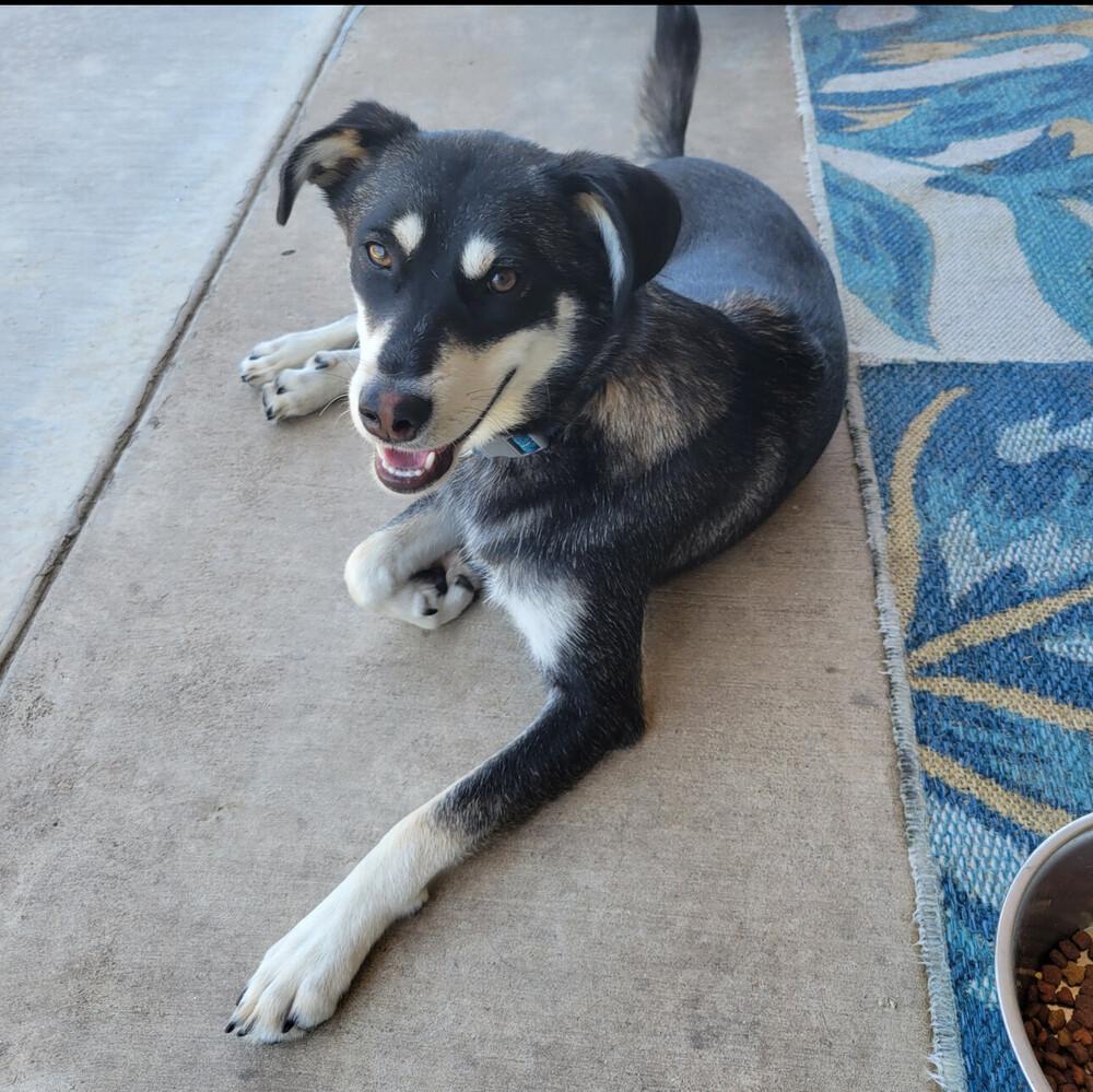 Enlarge 25-078 Bella, a Adoptable mixed breed in Richardson, TX image 2/6