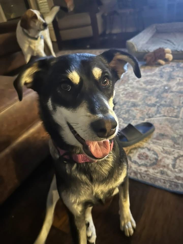 Enlarge 25-078 Bella, a Adoptable mixed breed in Richardson, TX image 3/6