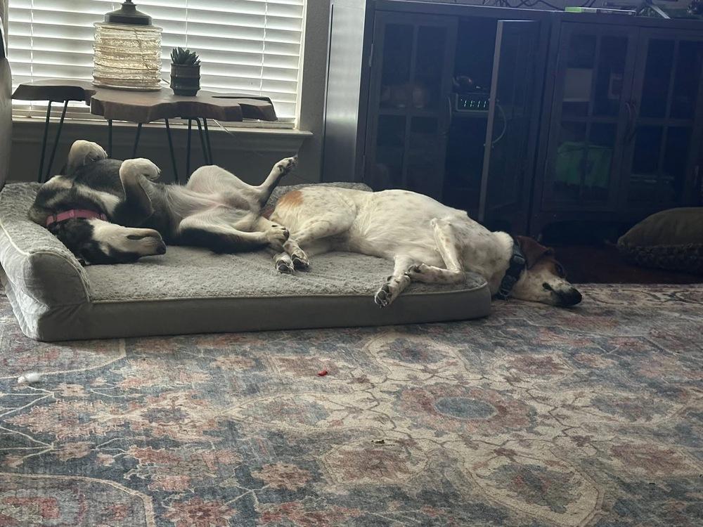 Enlarge 25-078 Bella, a Adoptable mixed breed in Richardson, TX image 5/6