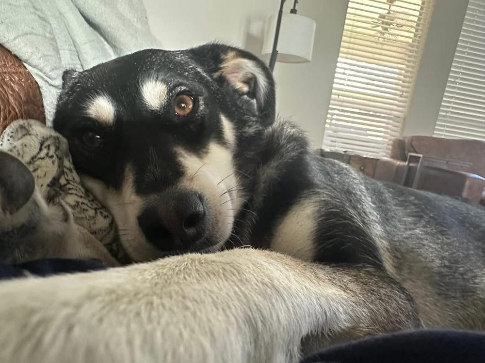 25-078 Bella, Adoptable, Young Female Husky & Shepherd.