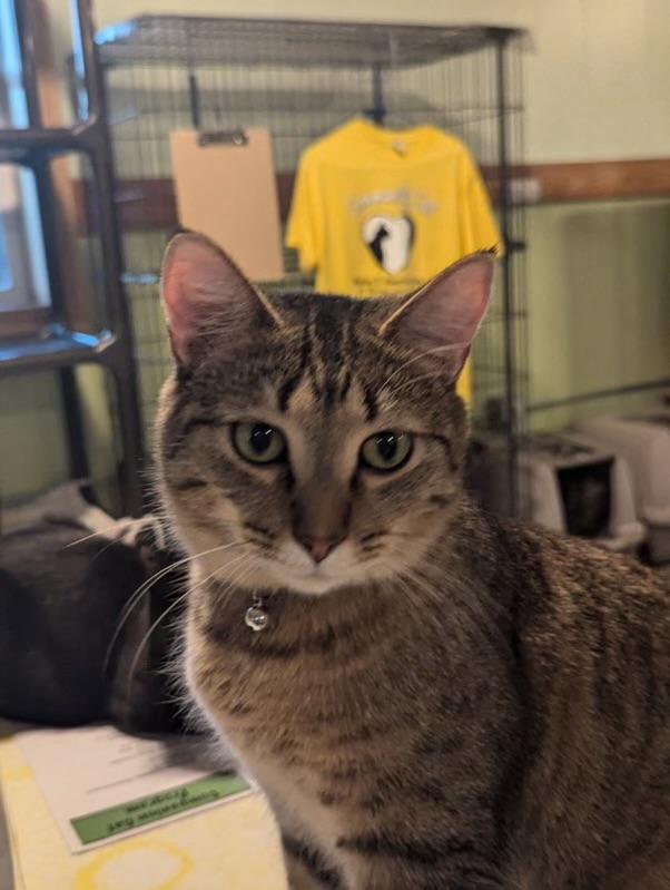 Dash, Adoptable, Adult Male Domestic Short Hair.