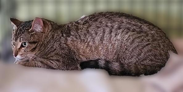 Dash, a Adoptable mixed breed in Rice Lake, WI image 2/2