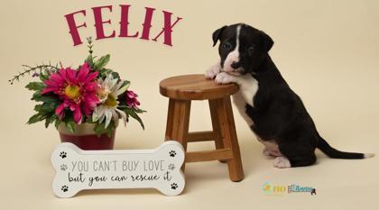 Enlarge Felix, a Adoptable mixed breed in Fairhope, AL image 1/1