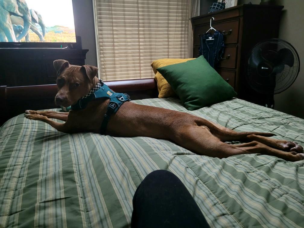 Cherry, a Adoptable mixed breed in Portland, OR image 3/6