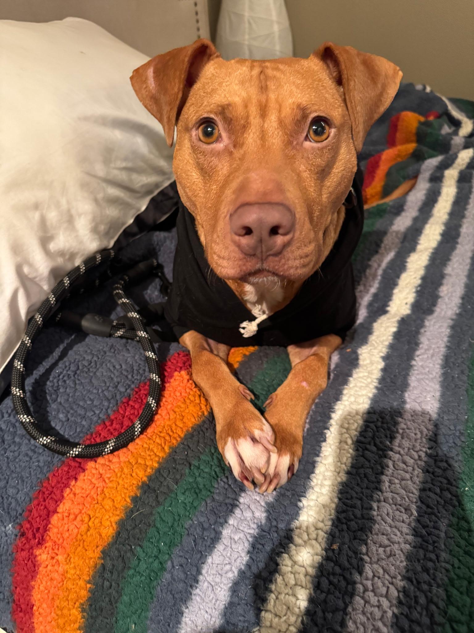 Cherry, a Adoptable mixed breed in Portland, OR image 4/6