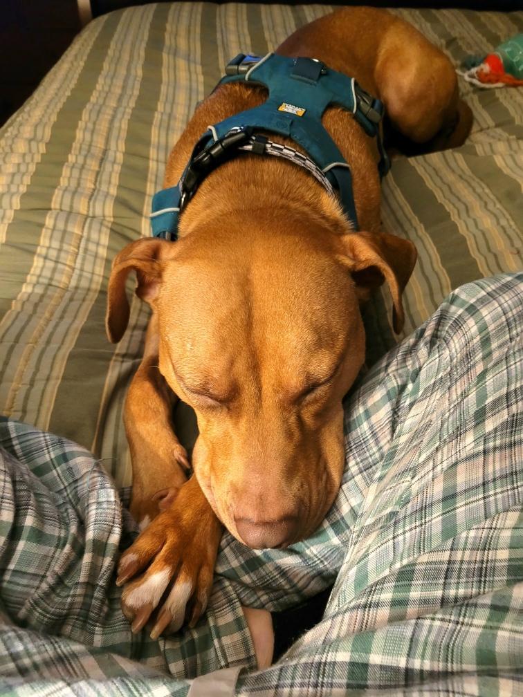 Cherry, a Adoptable mixed breed in Portland, OR image 5/6