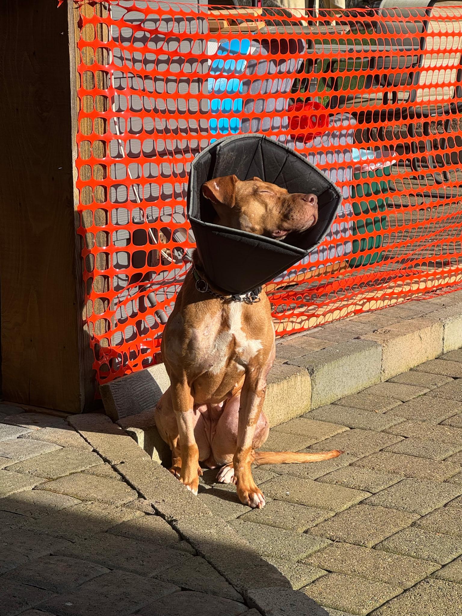 Cherry, a Adoptable mixed breed in Portland, OR image 6/6