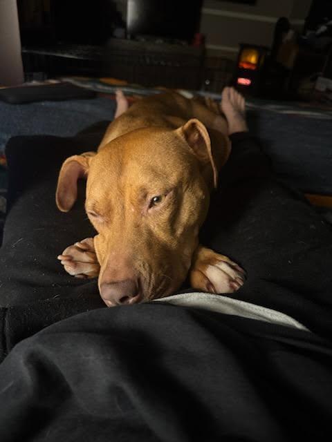 Cherry, a Adoptable mixed breed in Portland, OR image 1/6