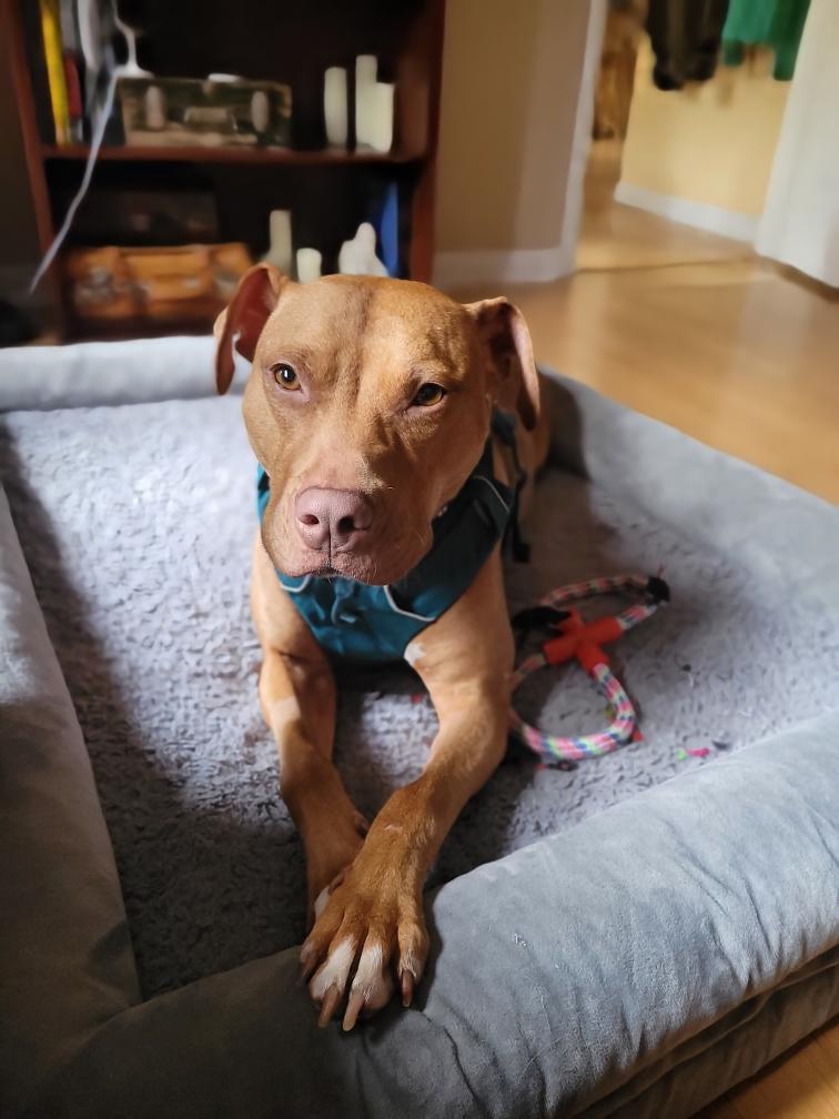 Cherry, a Adoptable mixed breed in Portland, OR image 2/6