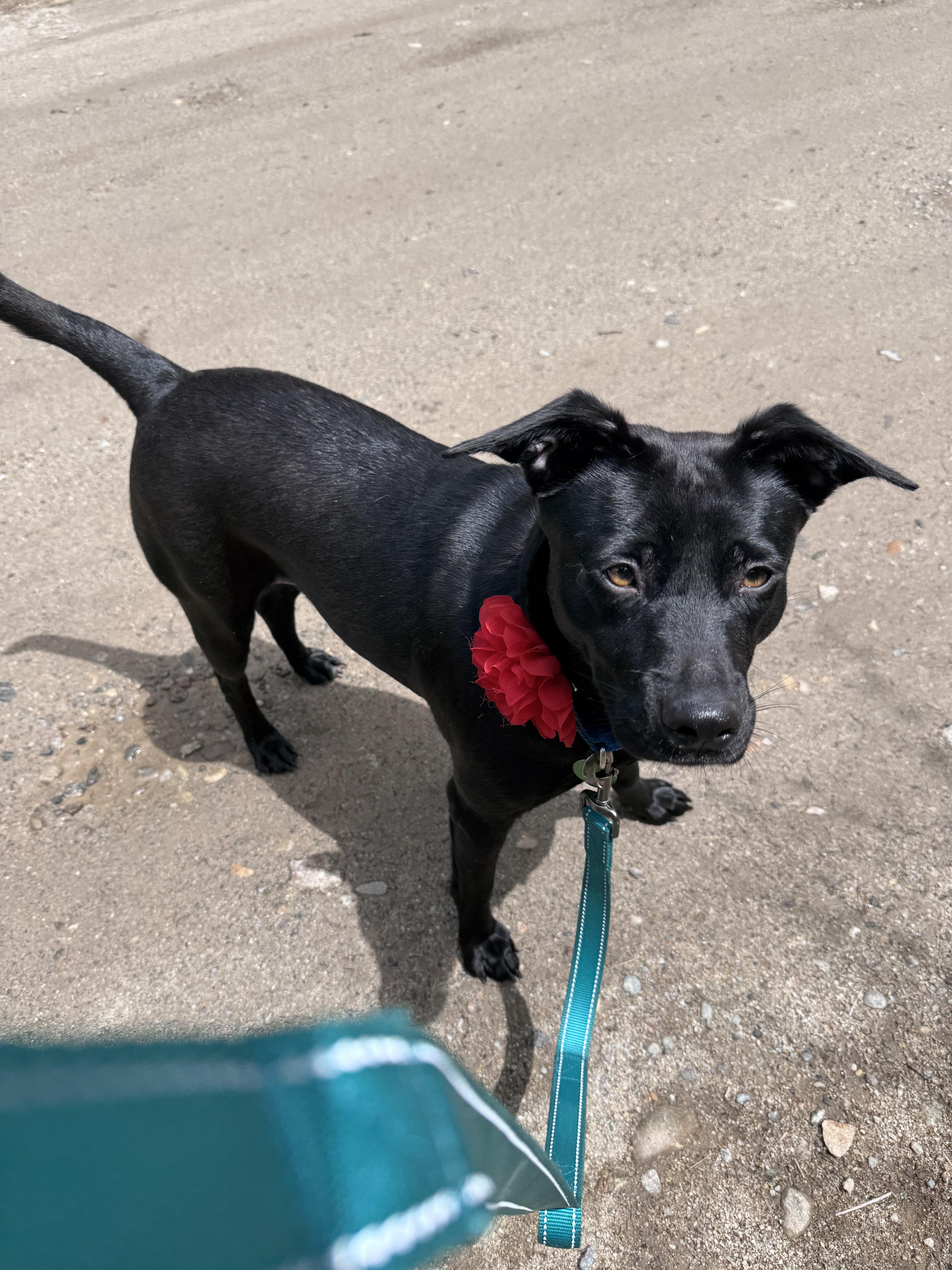 Ebony, adopted, Young Female Black Labrador Retriever.