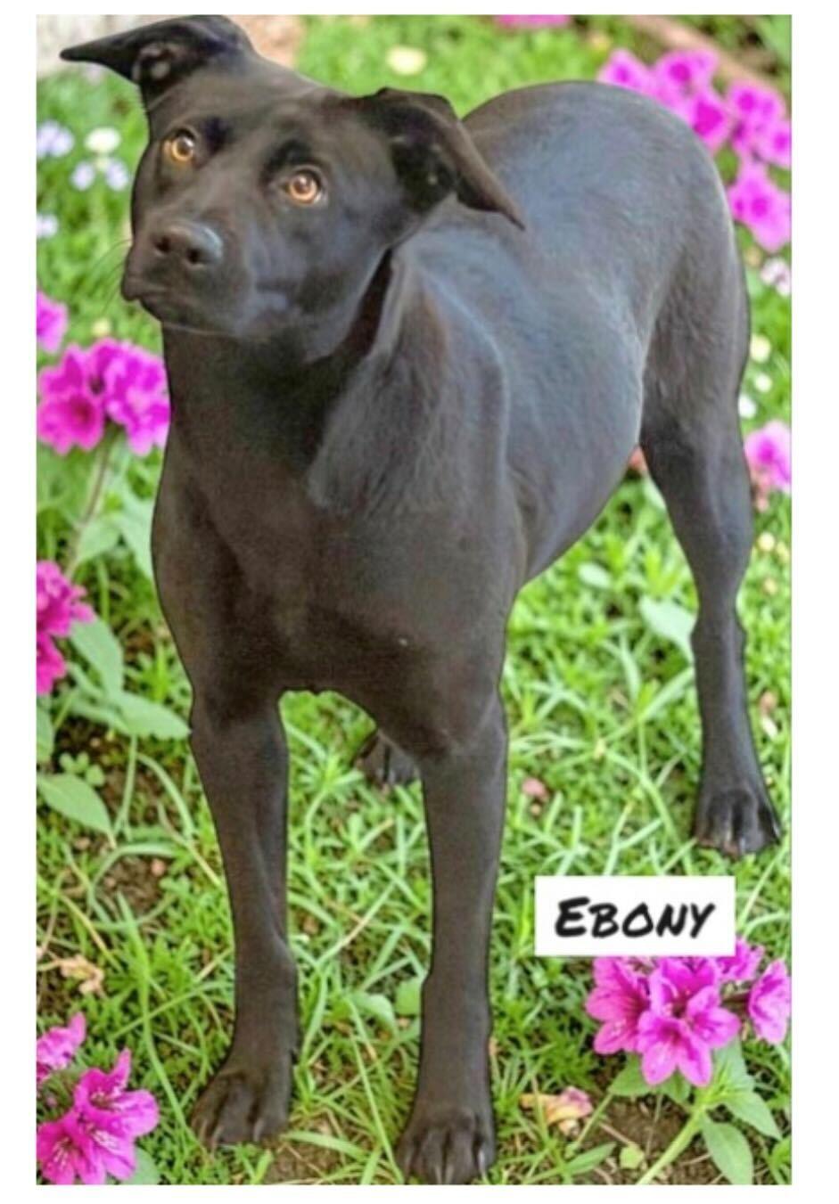 Ebony, ADOPTABLE, Young Female Black Labrador Retriever.