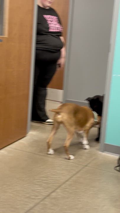 Enlarge Ebony, a ADOPTABLE mixed breed in Weare, NH video 2/2