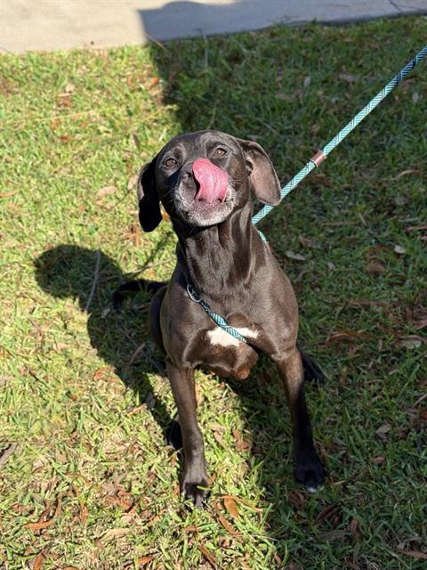NALA, Adoptable, Adult Female Labrador Retriever.
