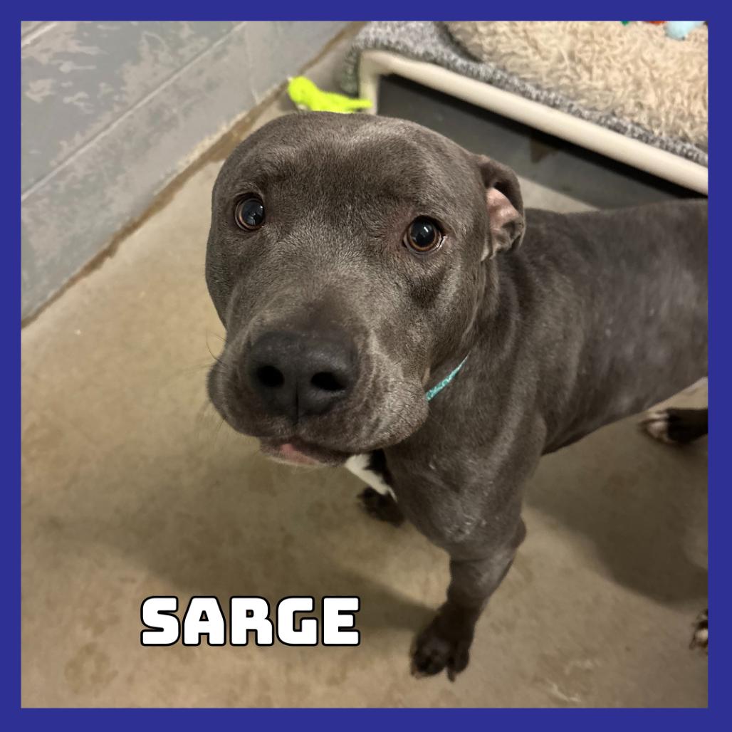 Sarge, Adoptable, Adult Male Pit Bull Terrier.
