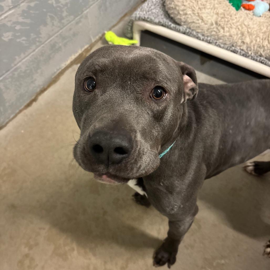 Enlarge Sarge, a Adoptable Pit Bull Terrier in Glenwood, MN image 2/3