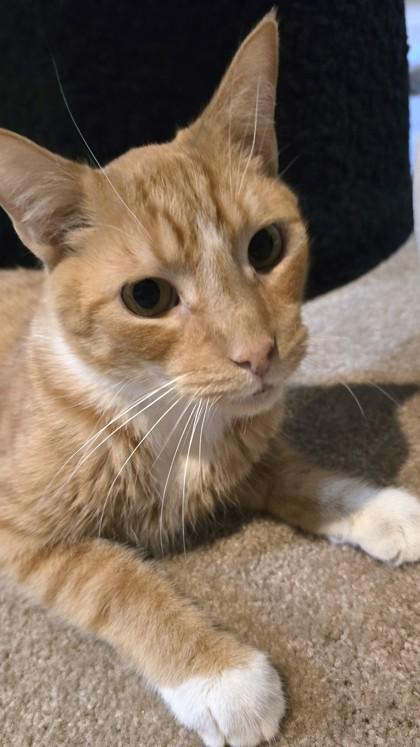 Wyatt, Adoptable, Adult Male Domestic Short Hair & Domestic Short Hair.