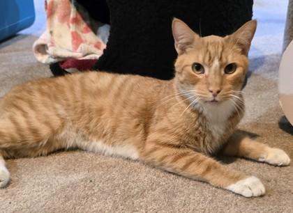 Enlarge Wyatt, a Adoptable mixed breed in New Hope, PA image 2/3