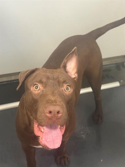 BOO BOO, Adoptable, Young Male Pit Bull Terrier.