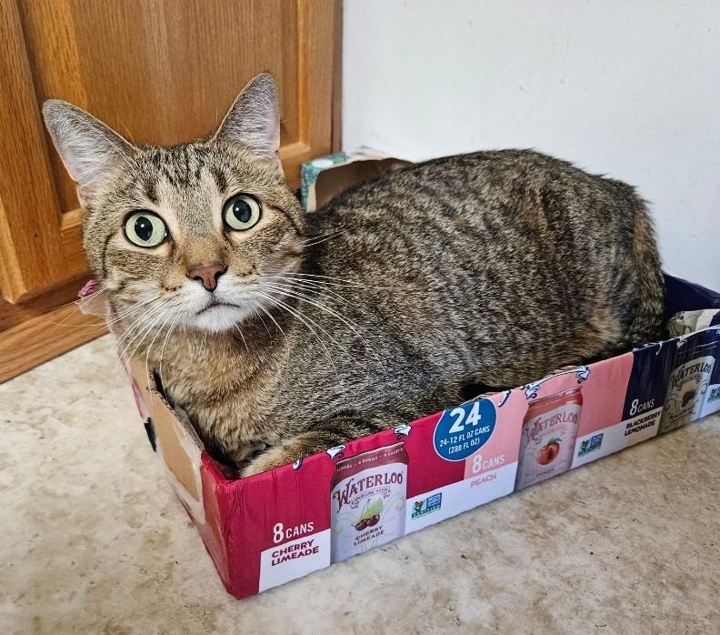 Enlarge Bandit, a Adoptable mixed breed in Owatonna, MN image 1/5