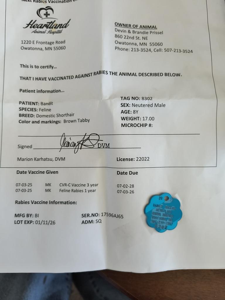 Enlarge Bandit, a Adoptable mixed breed in Owatonna, MN image 2/5