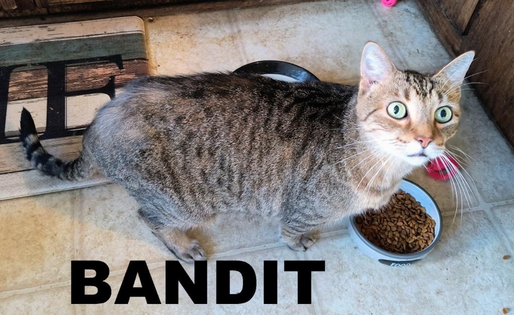 Enlarge Bandit, a Adoptable mixed breed in Owatonna, MN image 3/5