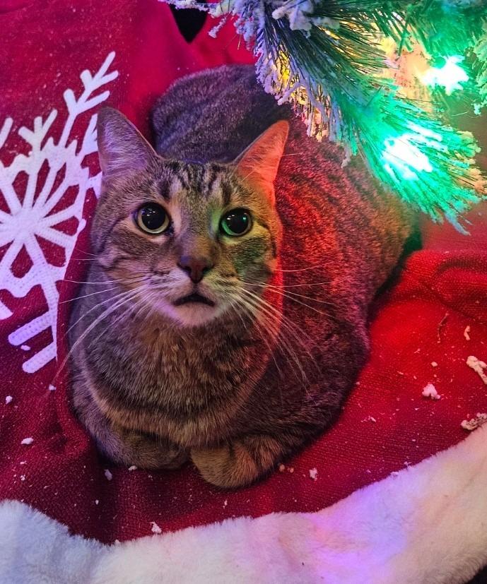 Bandit, Adoptable, Young Male Domestic Short Hair.