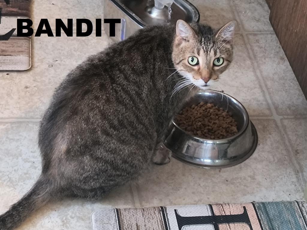 Enlarge Bandit, a Adoptable mixed breed in Owatonna, MN image 4/5
