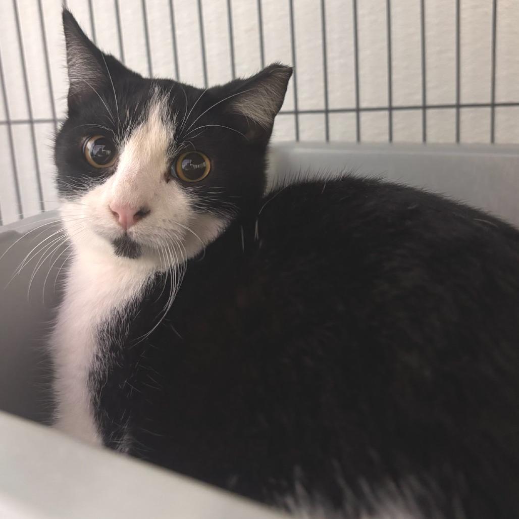 Enlarge Caramel, a Adoptable Domestic Short Hair in Belleville, IL image 1/1