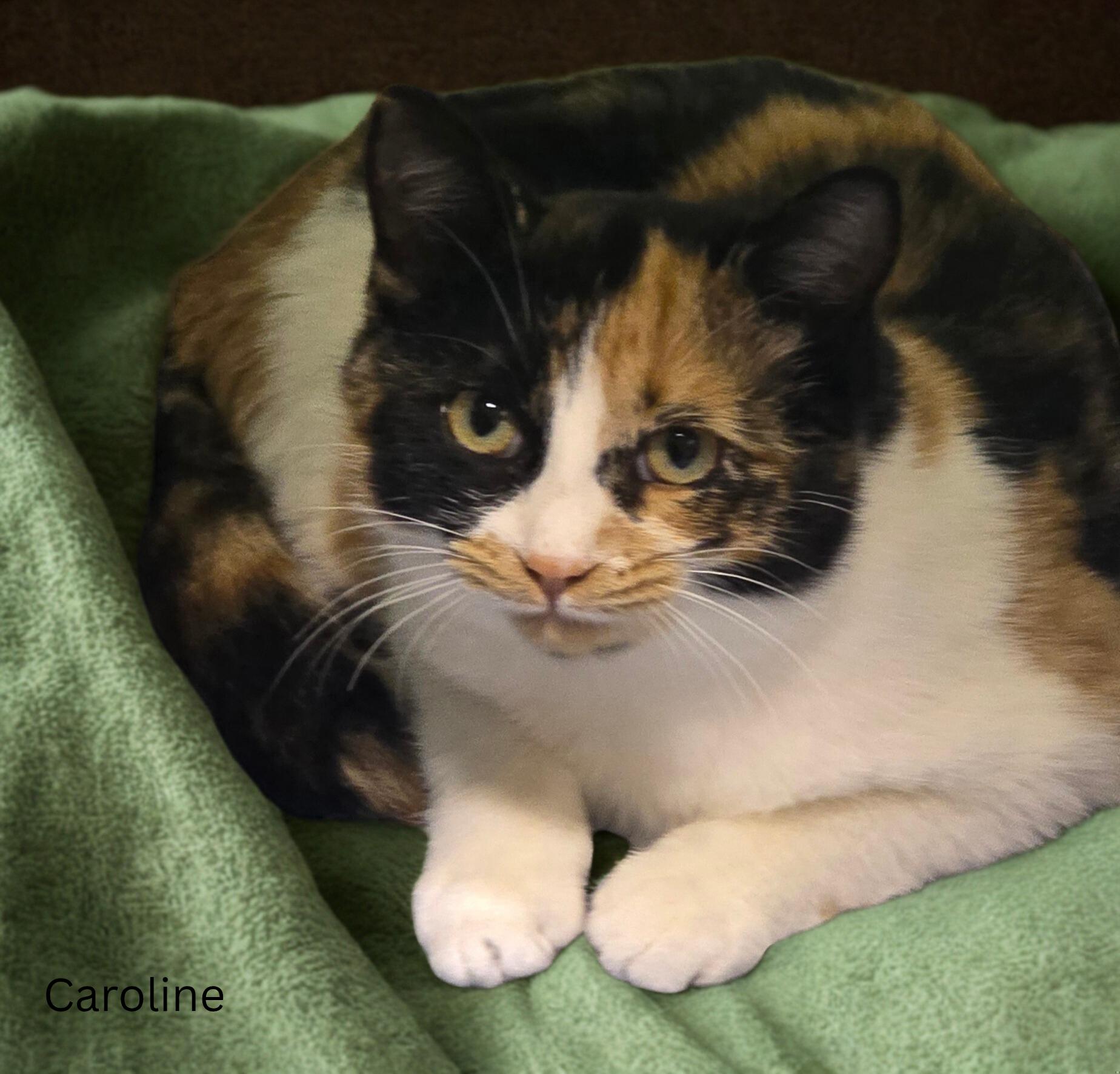 Caroline, Adoptable, Young Female Calico.