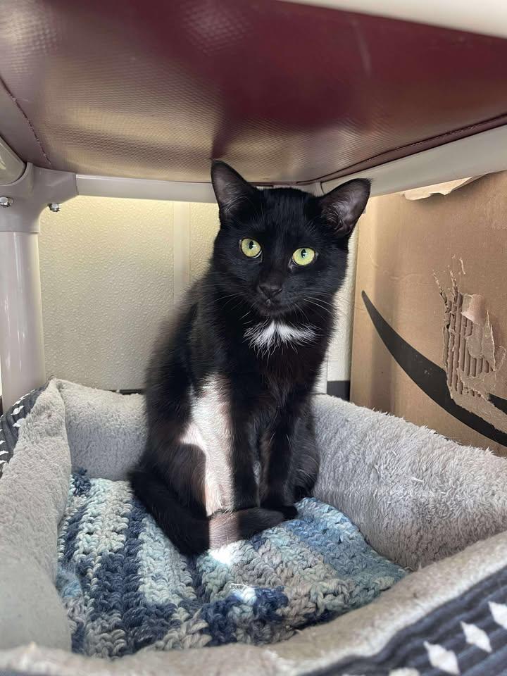 Echidna, ADOPTABLE, Young Female Domestic Short Hair.