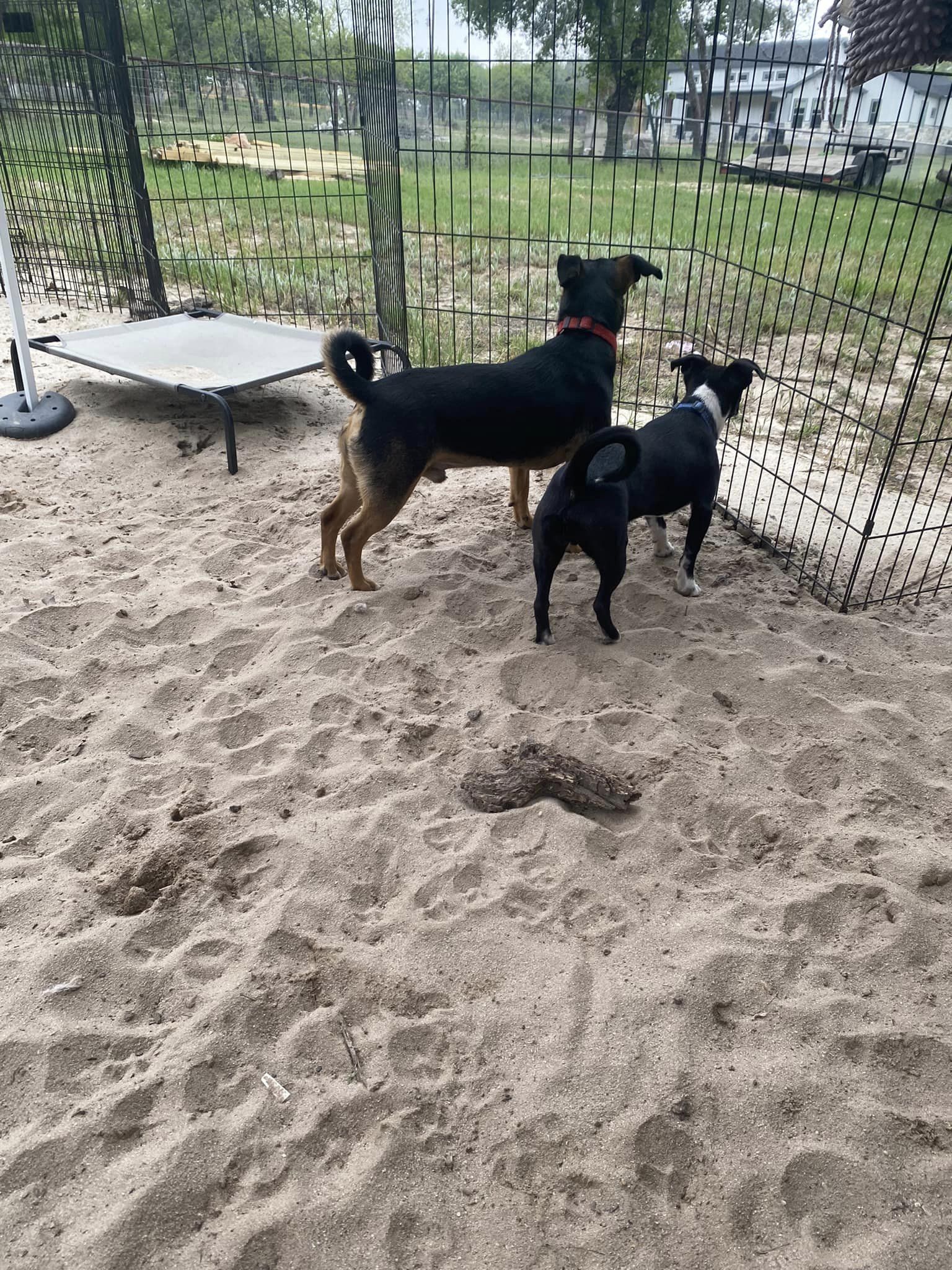 Puck, a Adopted mixed breed in San Antonio, TX image 5/8