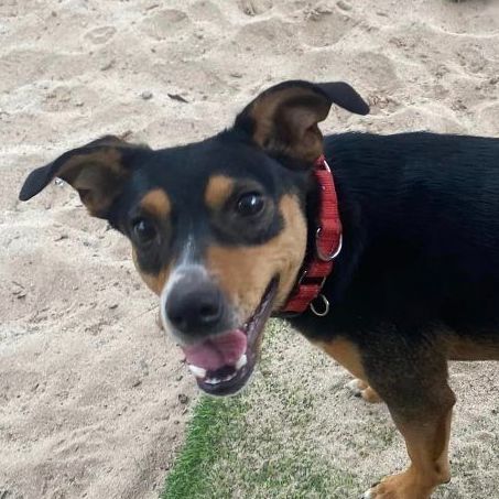 Puck, a Adopted mixed breed in San Antonio, TX image 2/8