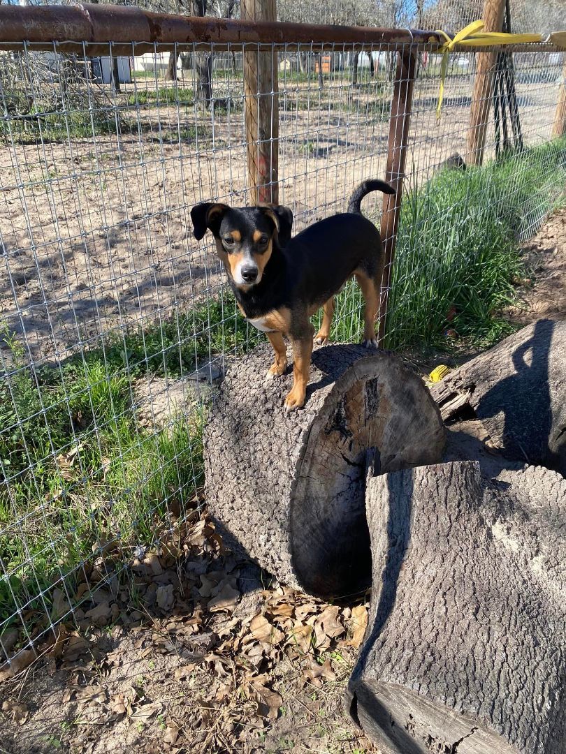 Enlarge Puck, a Adopted mixed breed in San Antonio, TX image 8/8