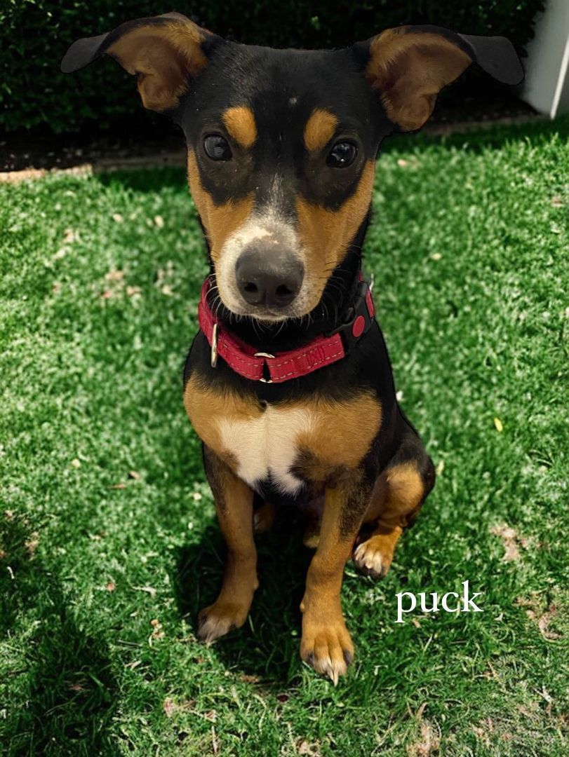 Puck, a Adopted mixed breed in San Antonio, TX image 6/8