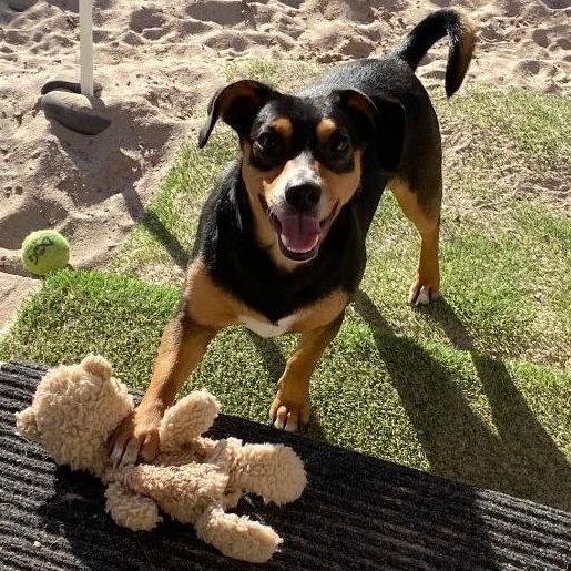 Puck, a Adopted mixed breed in San Antonio, TX image 3/8