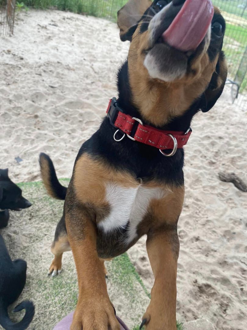 Puck, a Adopted mixed breed in San Antonio, TX image 4/8