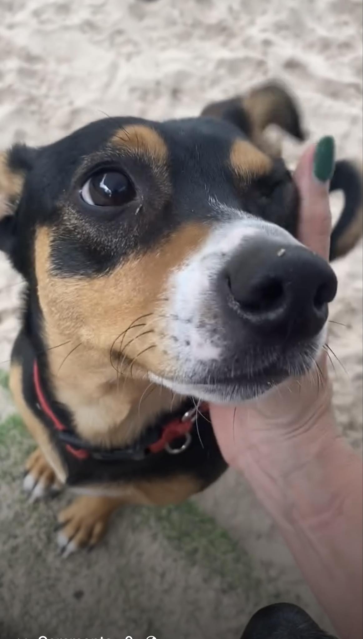 Enlarge Puck, a Adopted mixed breed in San Antonio, TX image 7/8