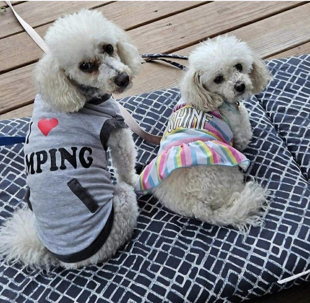 Duke and Duchess, ADOPTABLE, Adult Female Poodle (Toy).