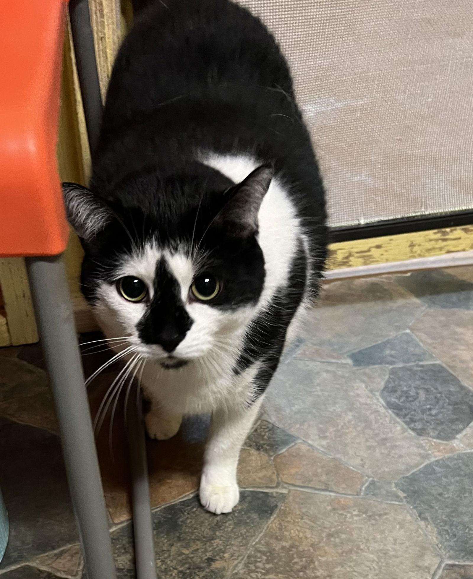 Enlarge Jack, a Adoptable Domestic Short Hair in Blasdell, NY image 1/1