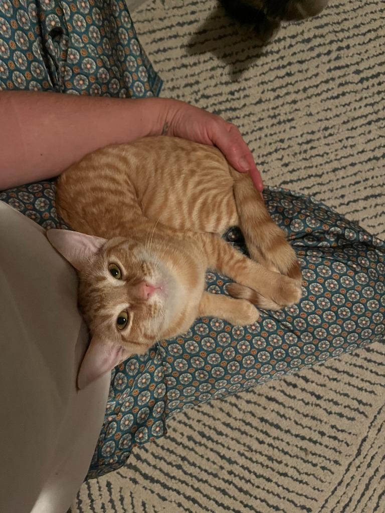 Kirk, Adoptable, Young Male Domestic Short Hair.