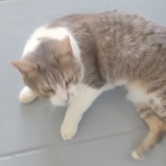 Missy, Adoptable, Adult Female Domestic Short Hair.