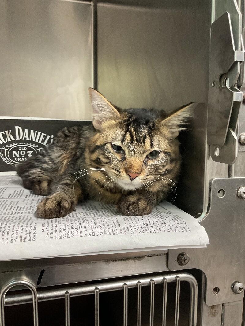 Jumper, a Adoptable Domestic Medium Hair in Jackson, TN image 1/2