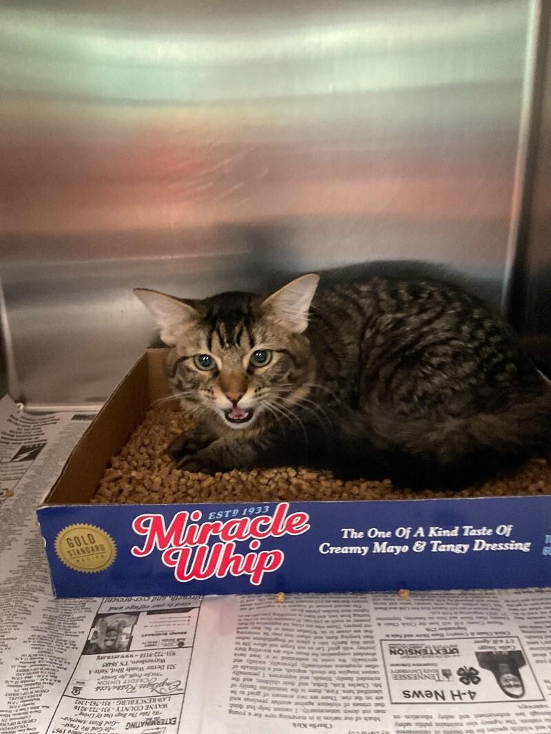 Jumper, a Adoptable Domestic Medium Hair in Jackson, TN image 2/2